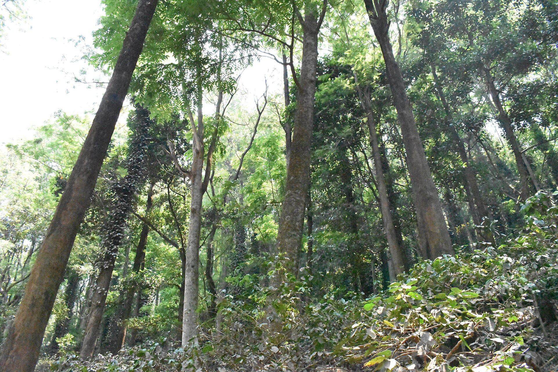 Araku Coffee
